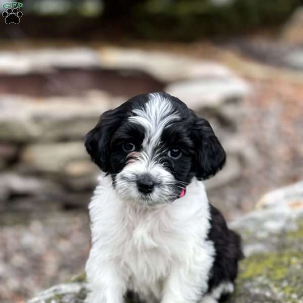 Tilly, Portuguese Water Dog Puppy