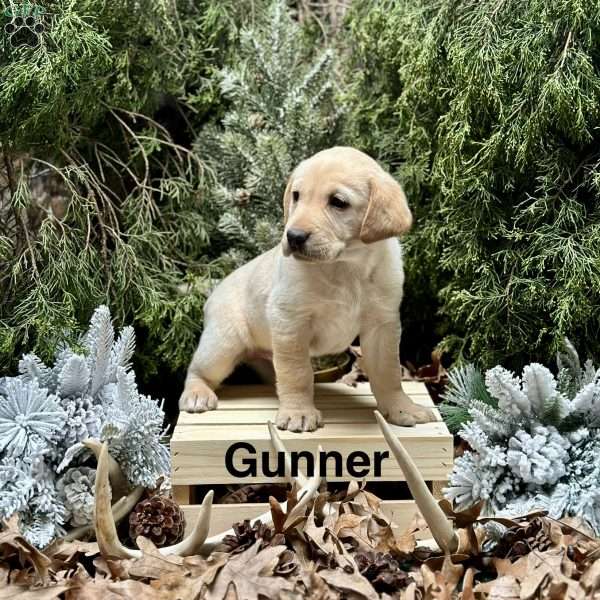 Gunner, Yellow Labrador Retriever Puppy