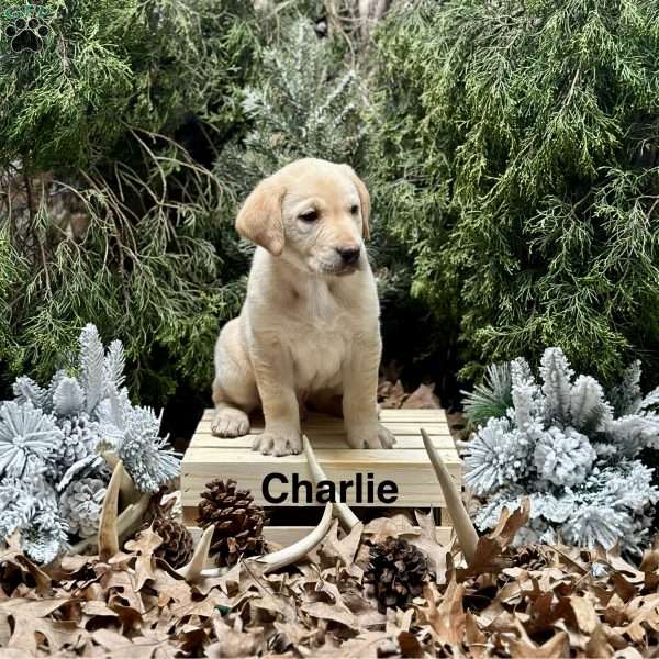 Charlie, Yellow Labrador Retriever Puppy