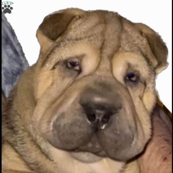 Simon, Shar Pei Puppy