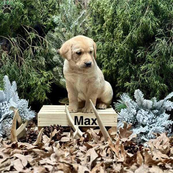 Max, Yellow Labrador Retriever Puppy