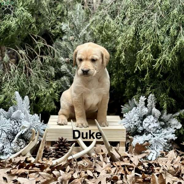 Duke, Yellow Labrador Retriever Puppy