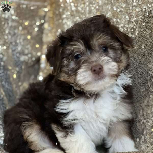 Fudge, Havanese Puppy
