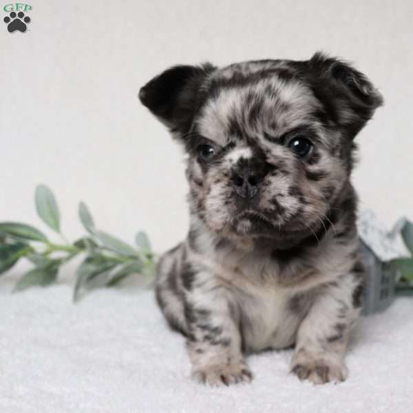 Holly, French Bulldog Puppy