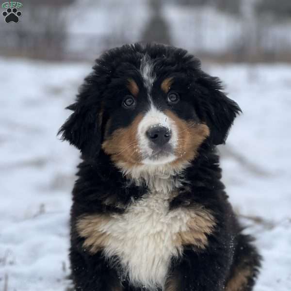 Stealer, Bernese Mountain Dog Puppy