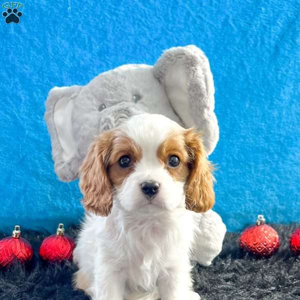 Beverly, Cavalier King Charles Spaniel Puppy