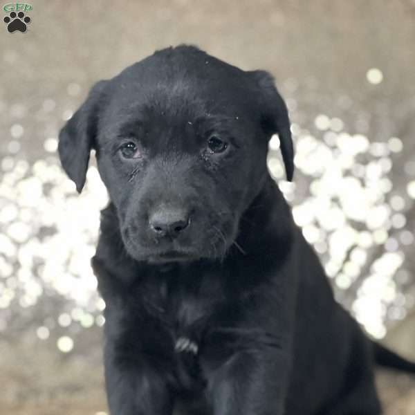 Brandy, Black Labrador Retriever Puppy