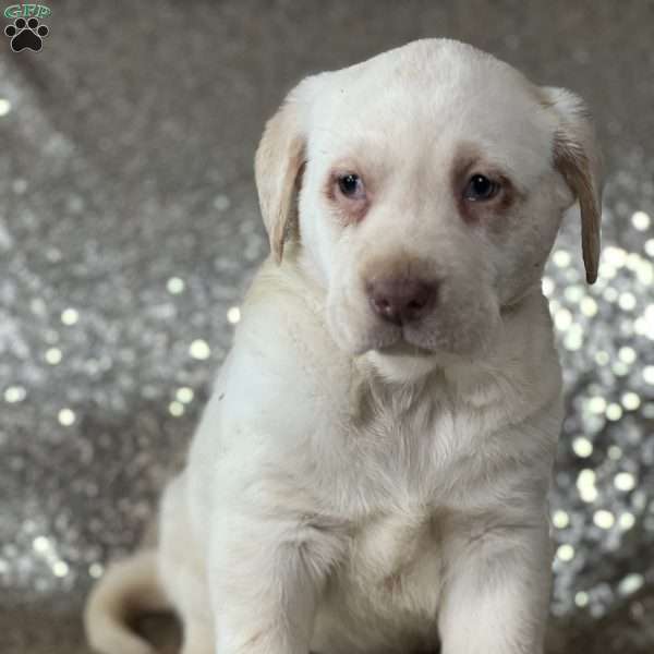 Baily, Yellow Labrador Retriever Puppy