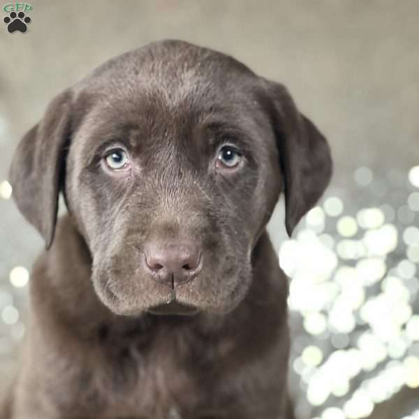 Bullet, Chocolate Labrador Retriever Puppy