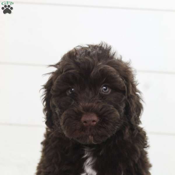 Cleo, Portuguese Water Dog Puppy