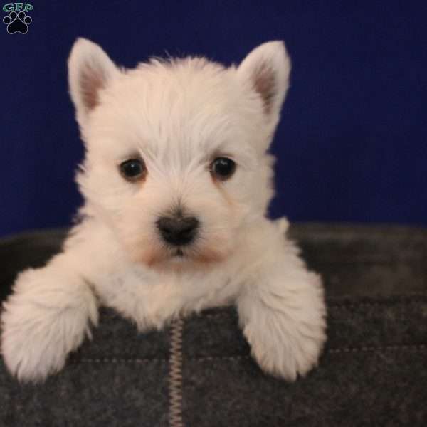 Gemma, West Highland Terrier Puppy
