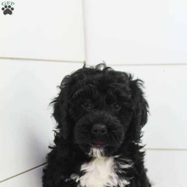 Celia, Portuguese Water Dog Puppy