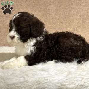 Feather, Portuguese Water Dog Puppy