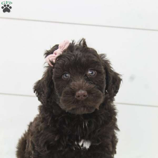 Coral, Portuguese Water Dog Puppy