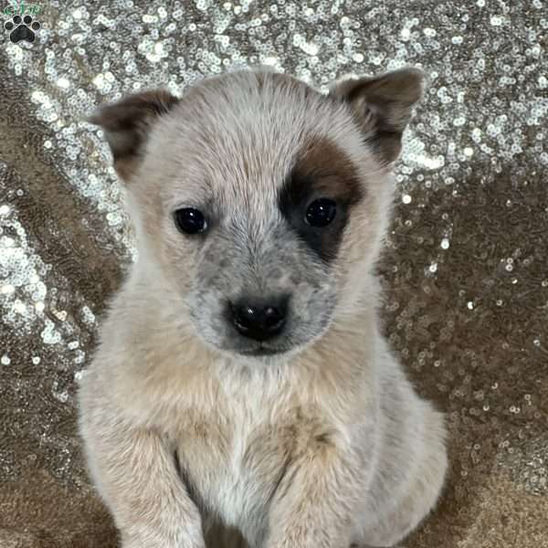 Roxy, Blue Heeler – Australian Cattle Dog Puppy