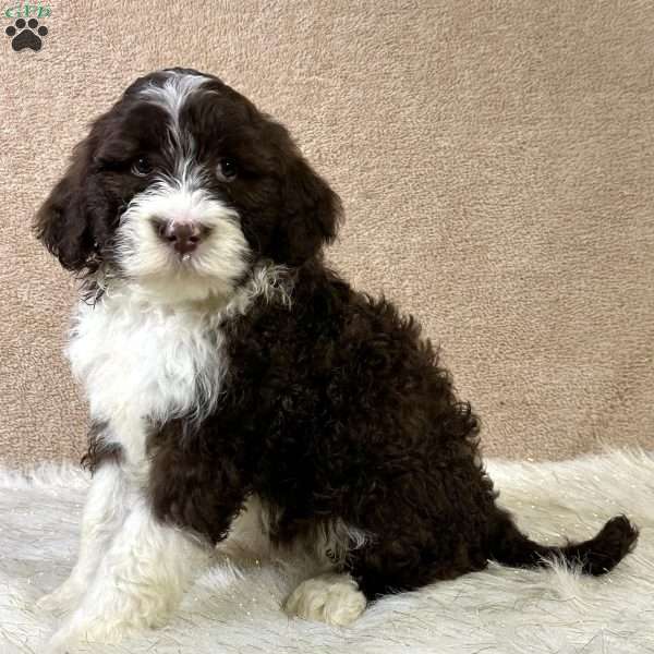 Feather, Portuguese Water Dog Puppy