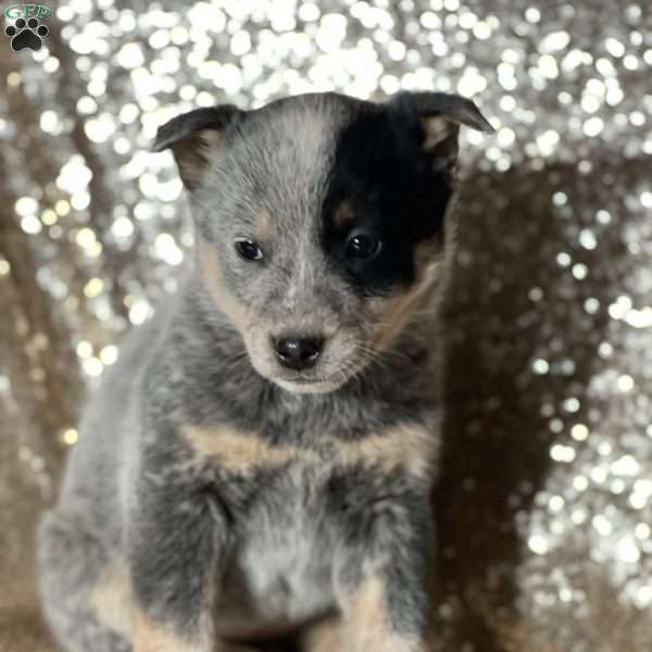 Raina, Blue Heeler – Australian Cattle Dog Puppy
