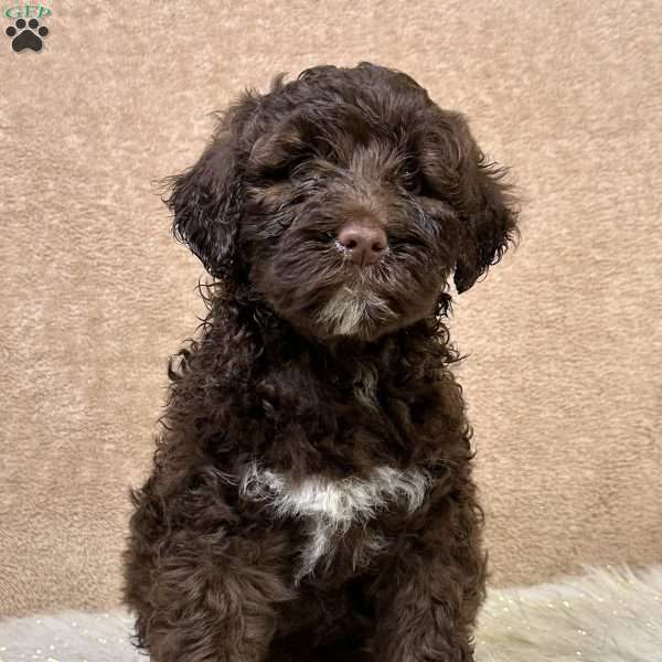 Fawn, Portuguese Water Dog Puppy