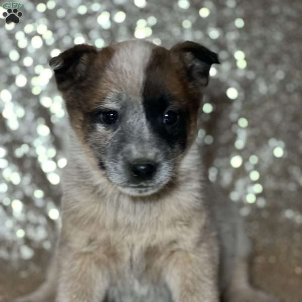 Rocco, Blue Heeler – Australian Cattle Dog Puppy