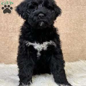 Flo, Portuguese Water Dog Puppy