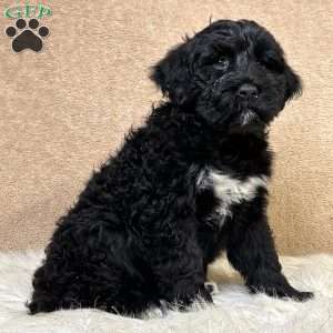 Flo, Portuguese Water Dog Puppy