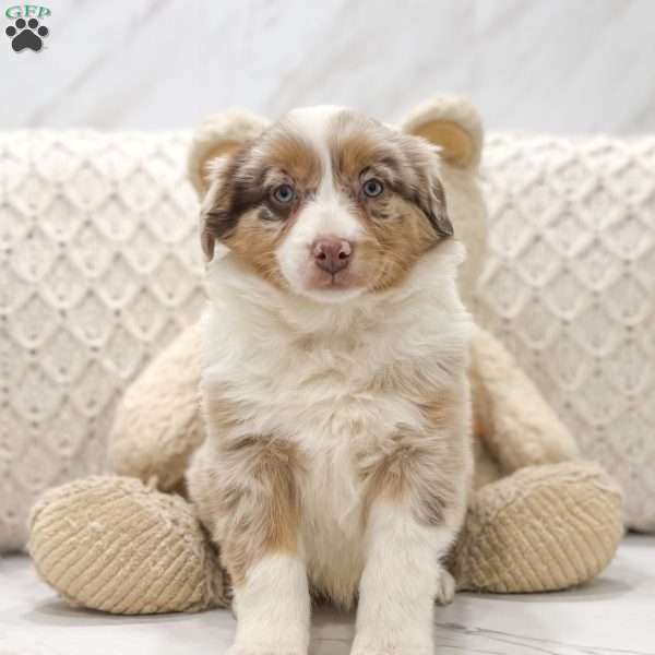 Libby, Australian Shepherd Puppy