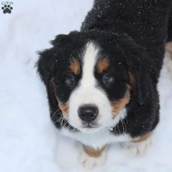 Bentley, Bernese Mountain Dog Puppy