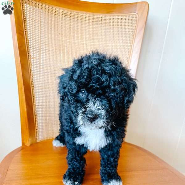 Snow, Toy Poodle Puppy