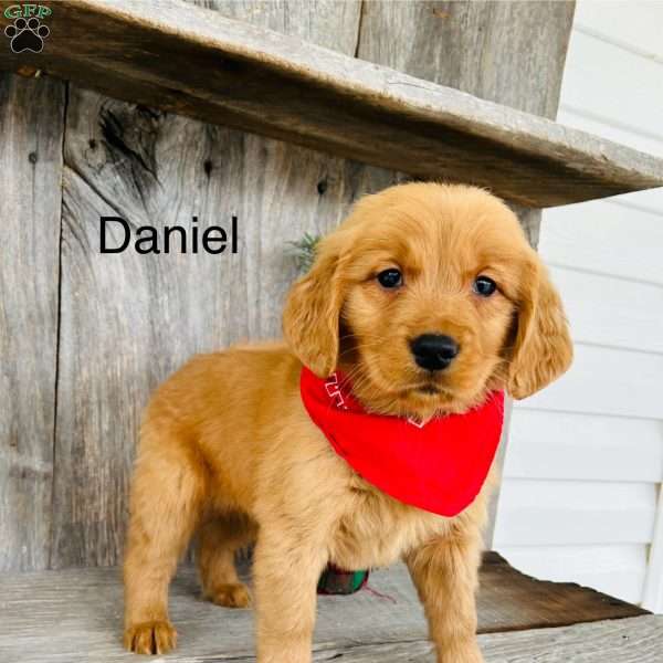Daniel, Golden Retriever Puppy