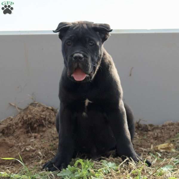Bruno, Cane Corso Puppy