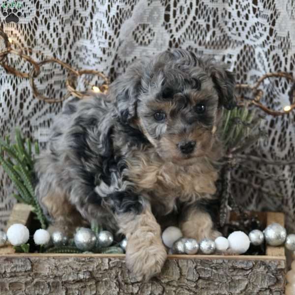 Layla, Miniature Poodle Puppy