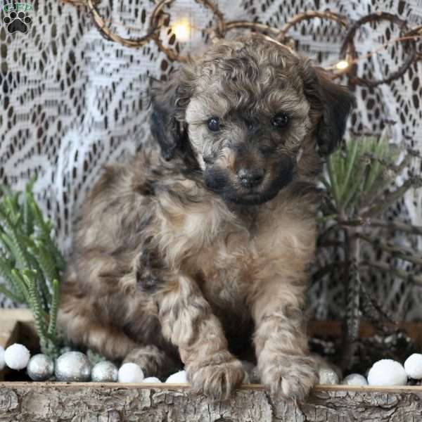 Lacey, Miniature Poodle Puppy