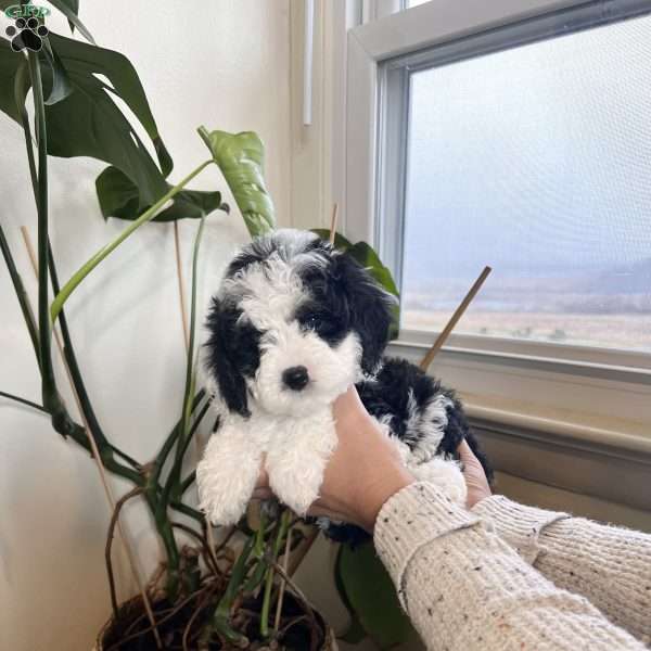 Ivy, Cockapoo Puppy