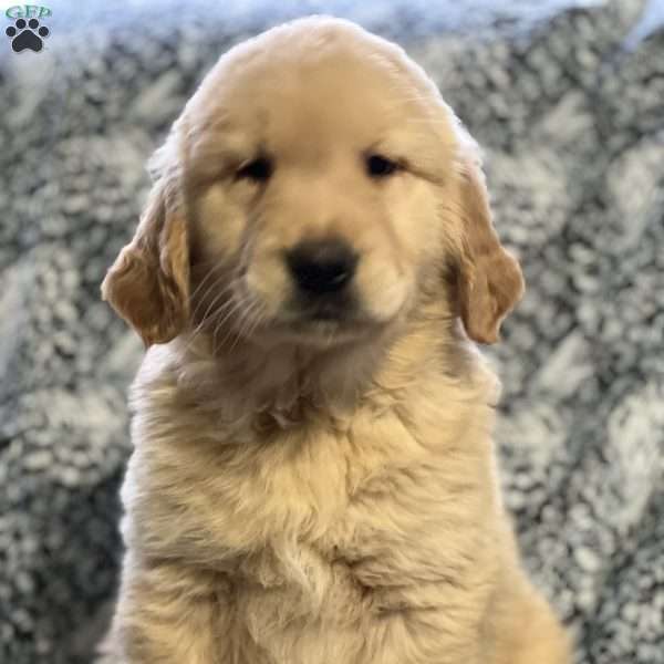 Mighty, Golden Retriever Puppy