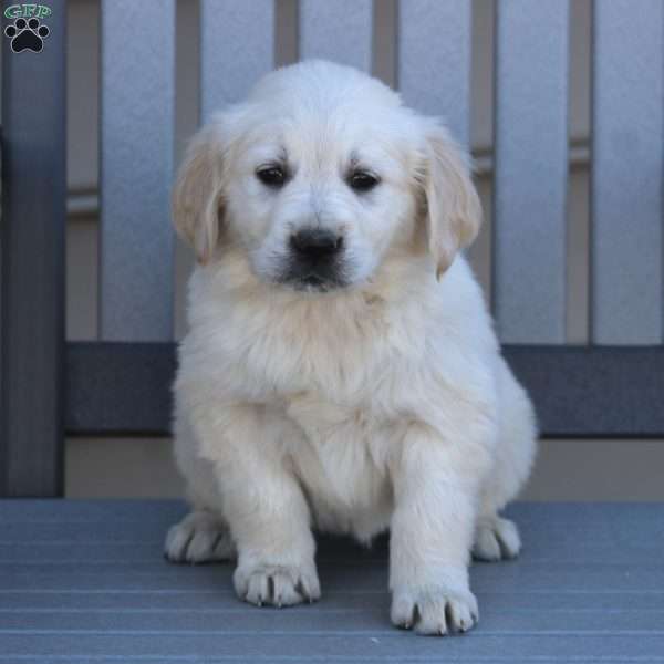 Krissy, Golden Retriever Puppy