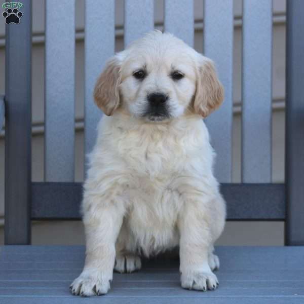 Kelsey, Golden Retriever Puppy