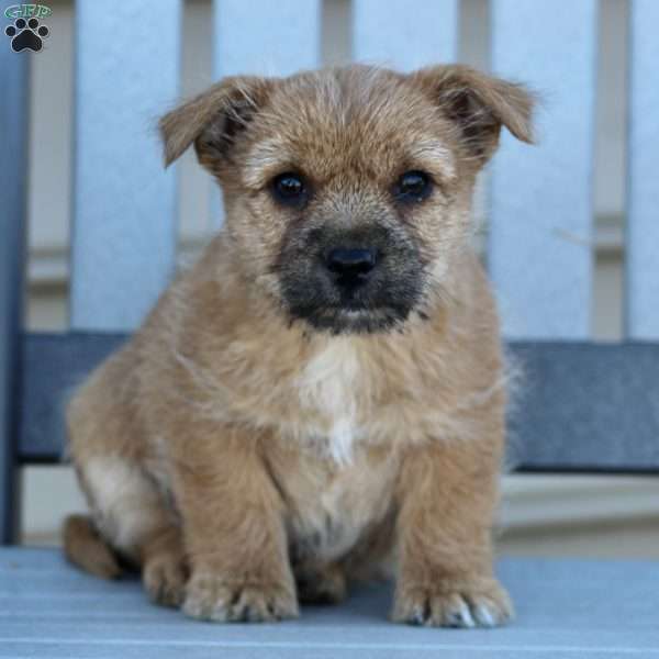 Louie, Cairn Terrier Puppy