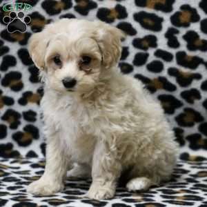 Maltipoo 2024 greenfield puppies