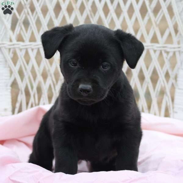Ava, Black Labrador Retriever Puppy