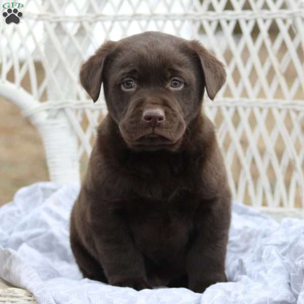 Archer, Chocolate Labrador Retriever Puppy