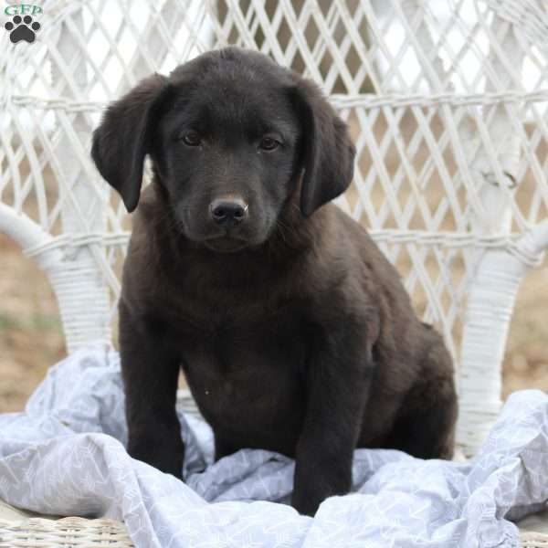 Dasher, Black Labrador Retriever Puppy