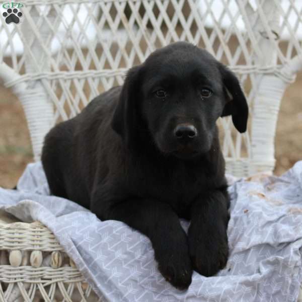 Jingle, Black Labrador Retriever Puppy
