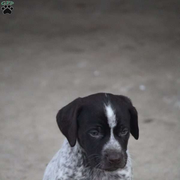 Dusty, German Shorthaired Pointer Puppy