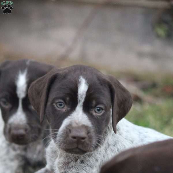 Dimond, German Shorthaired Pointer Puppy