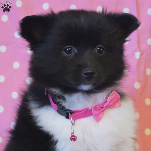 Mini Olivia, Pomsky Puppy