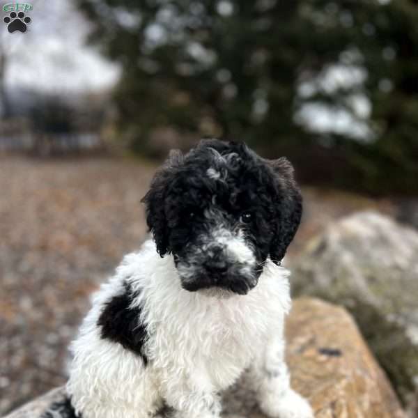 Winter, Portuguese Water Dog Puppy