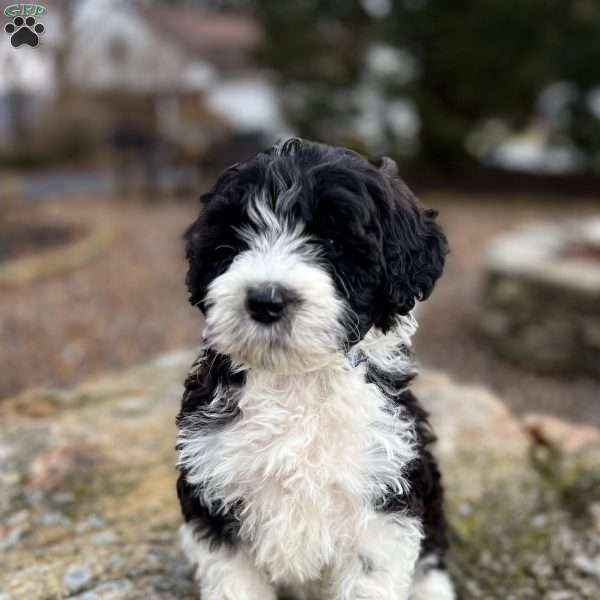 Teddy, Portuguese Water Dog Puppy