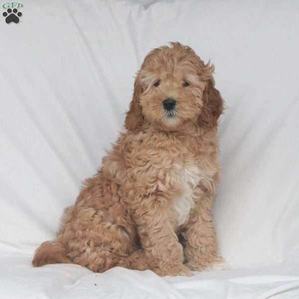 Daisy F1B, Goldendoodle Puppy