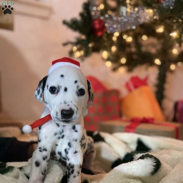 Major, Dalmatian Puppy