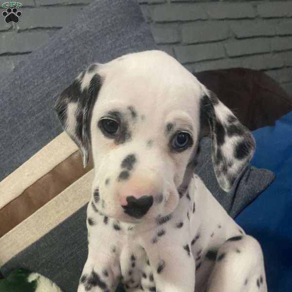 Mia, Dalmatian Puppy